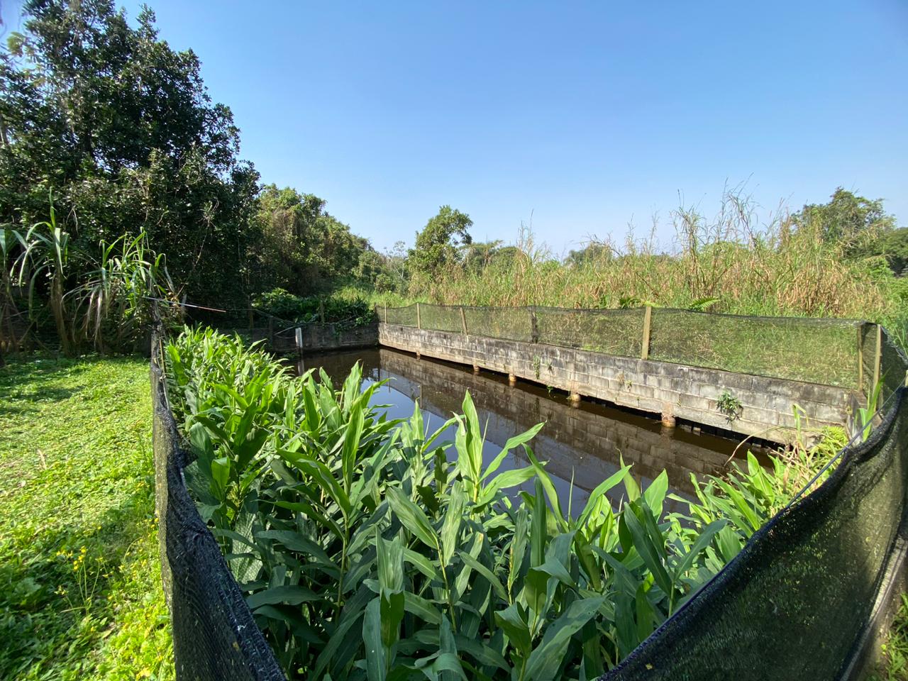 CHÁCARA NO BAIRRO SÃO FERNANDO - ITANHAÉM/SP - LADO SERRA À 100 M DA RODOVIA - foto 12