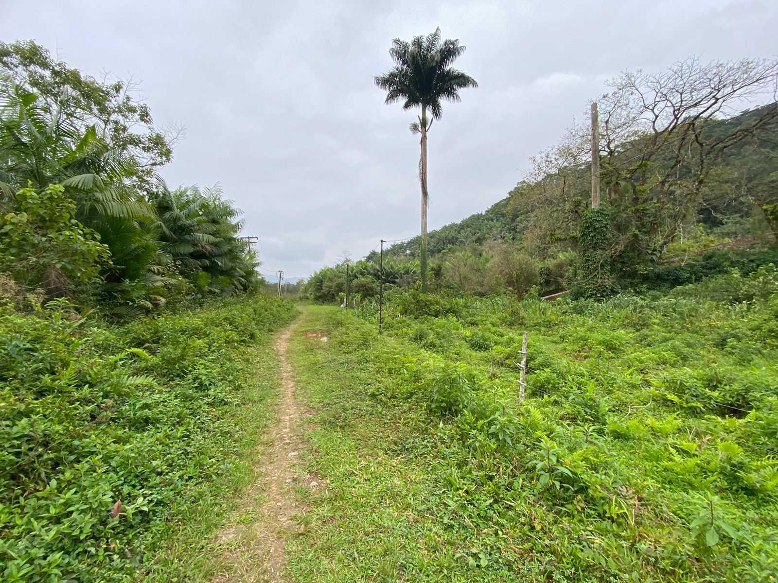 FAZENDA EM ITANHAÉM - ITANHAÉM/SP - 18KM DO ASFALTO - foto 7