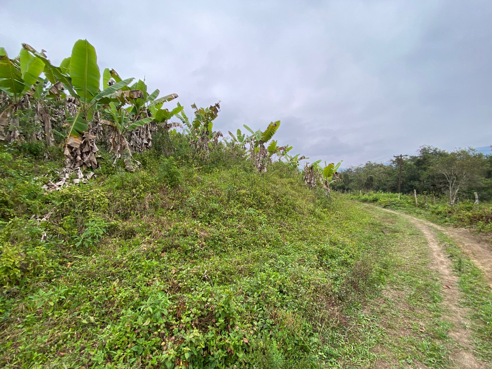 FAZENDA EM ITANHAÉM - ITANHAÉM/SP - 18KM DO ASFALTO - foto 8