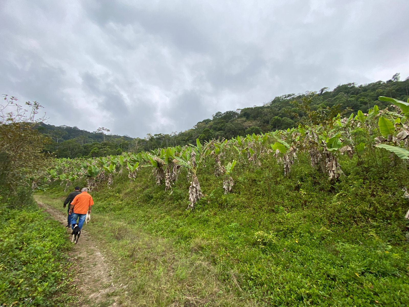 FAZENDA EM ITANHAÉM - ITANHAÉM/SP - 18KM DO ASFALTO - foto 15