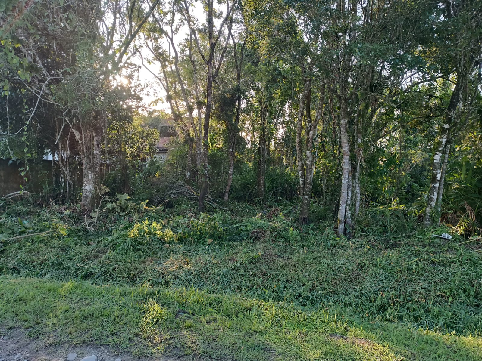 TERRENO NO BALNEÁRIO GAIVOTA - ITANHAÉM /SP - LADO MORRO - 700 METROS DA RODOVIA - foto 3