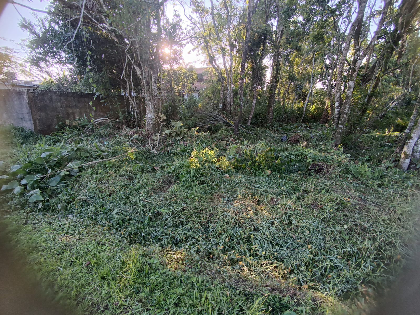 TERRENO NO BALNEÁRIO GAIVOTA - ITANHAÉM /SP - LADO MORRO - 700 METROS DA RODOVIA - foto 5