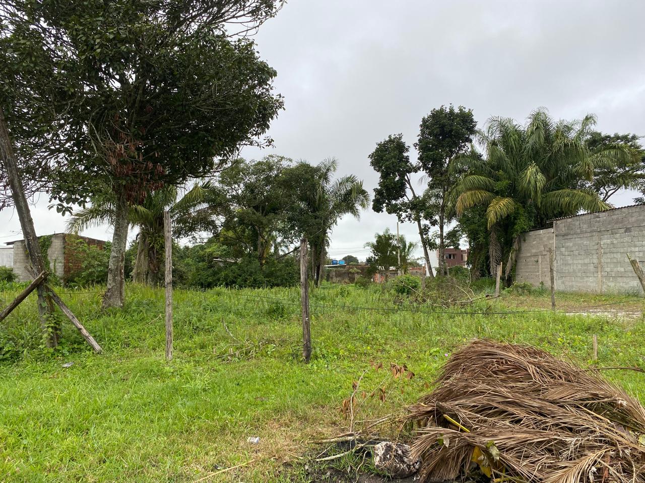 TERRENO COM LIBERAÇÃO AMBIENTAL - NO JD DAS PAMLEIRAS  - ITANHAÉM / SÃO PAULO - LADO PRAIA - 1.200 METROS DO MAR - foto 4