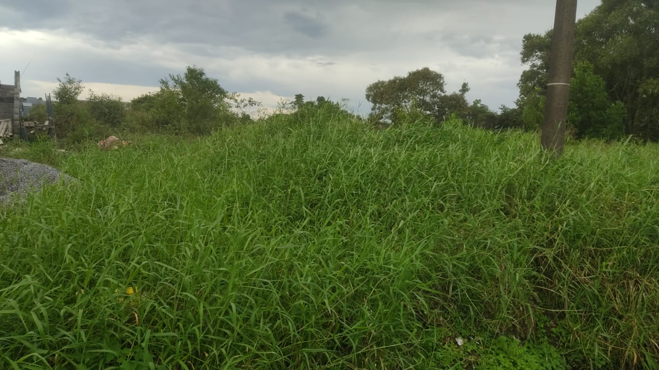 TERRENO COM LIBERAÇÃO AMBIENTAL NO BAIRRO CIBRATEL 2 - ITANHAÉM / SÃO PAULO - LADO PRAIA - 800 METROS DO MAR - foto 2