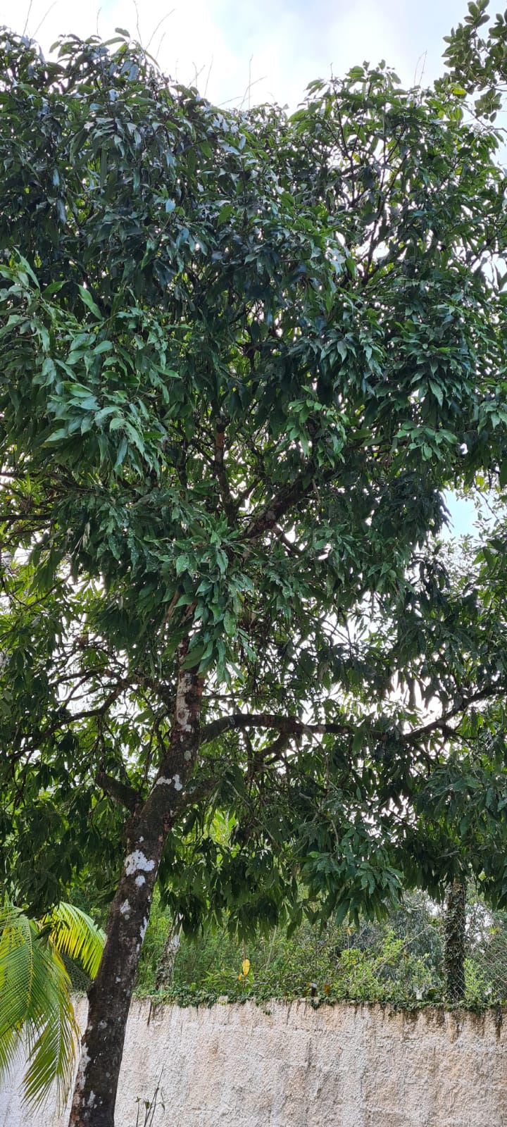 CHÁCARA NO JD SÃO FERNANDO - ITANHAÉM/SP - LADO SERRA  - foto 3
