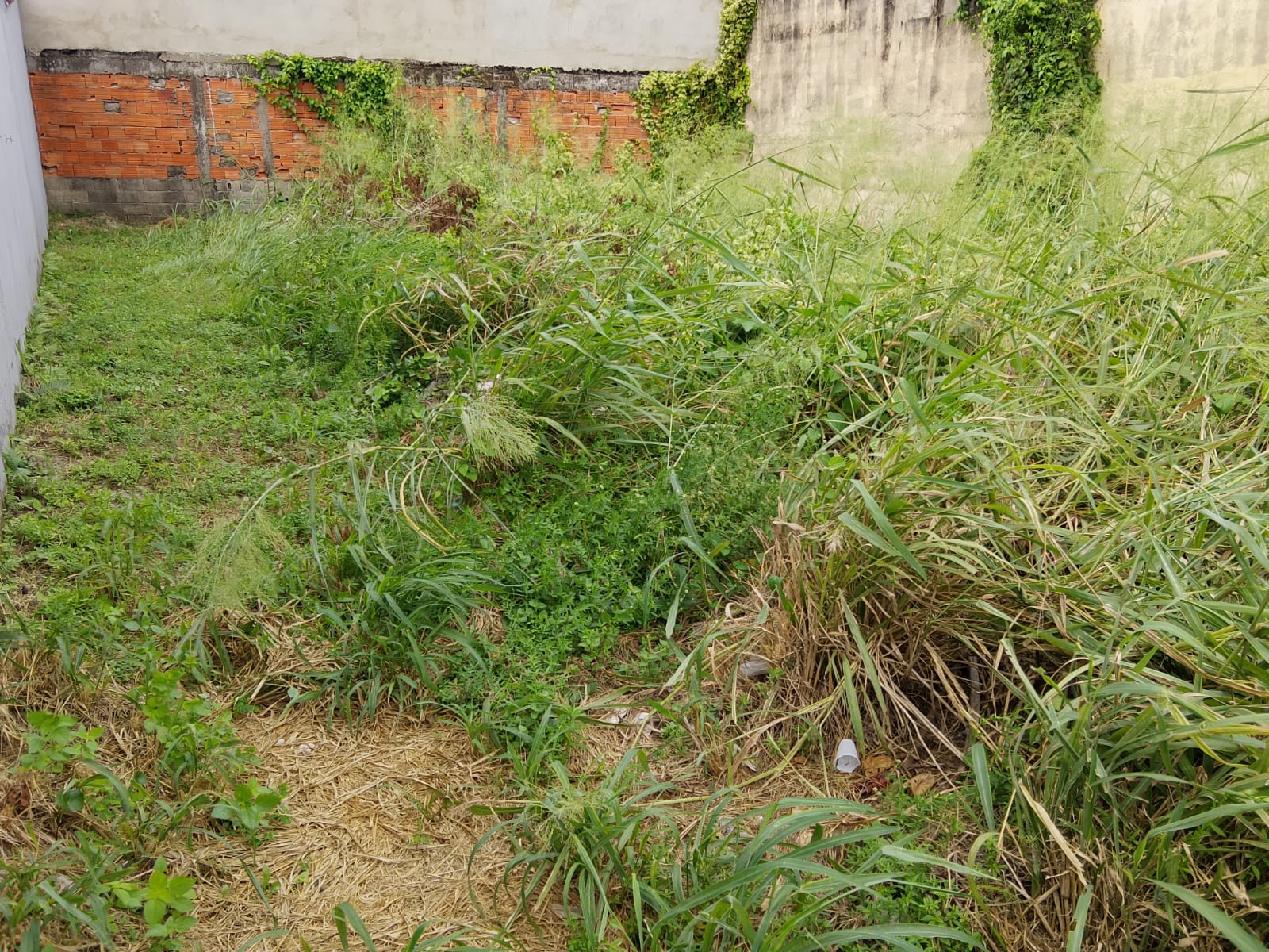 TERRENO COMERCIAL NO JD. DAS PALMEIRAS 2 - ITANHAÉM - LADO PRAIA 500 METROS DO MAR - foto 2